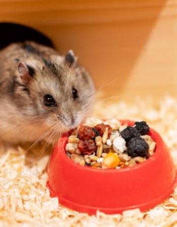 Makanan Hamster Kocar-Kacir? Saatnya Memakai 10 Tempat Makan Hamster Terbaik Ini!