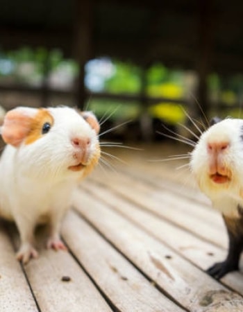 Mudah! 8 Cara Ternak Hamster yang Baik dan Benar, Merawat Hamster Beranak-pinak!