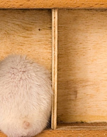 Kenali 6 Ciri-Ciri Hamster Stress Ini dan Luangkan Waktu Anda untuk Menghiburnya!