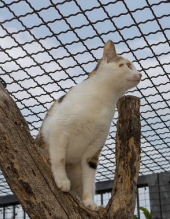 Bingung Memilih Kandang untuk Anabul? Berikut 10 Kandang Kucing Outdoor Sederhana Terbaik!