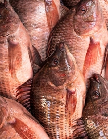 Apa Proses Budidaya Ikan Selalu Mulus? Tidak, Simak 5 Kelemahan Budidaya Ikan Mujair Ini!