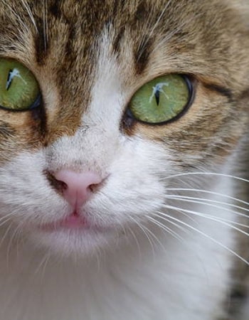 8 Alasan Kenapa Hidung Kucing Pucat Ini Bisa Jadi Tanda Kesehatan Kucing Terganggu, Lho!