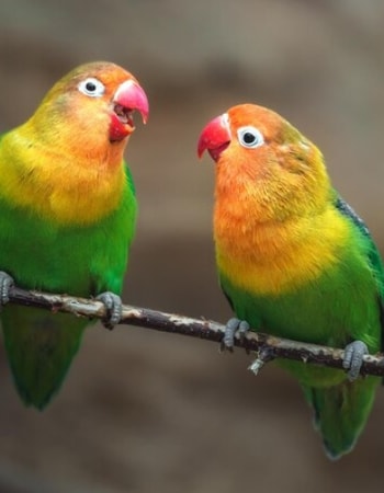 Apa Saja Sih Struktur Ilmiah Burung Cinta? Simak Saja 7 Klasifikasi Burung Love Bird Ini!