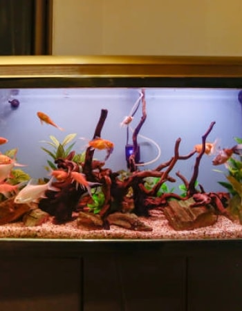 Kolektor Ikan Hias Wajib Tahu! Inilah 5 Fungsi Lampu UV Aquarium agar Ikan Makin Cantik