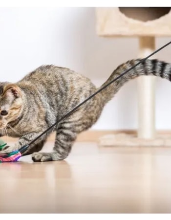 10 Rekomendasi Mainan Kucing Bergerak dan Berjalan, Pasti Kucing Jadi Lebih Aktif!