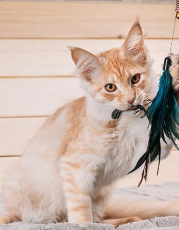 Inilah 10 Mainan Bulu untuk Kucing, Geli-Geli Manja, Segudang Manfaatnya!