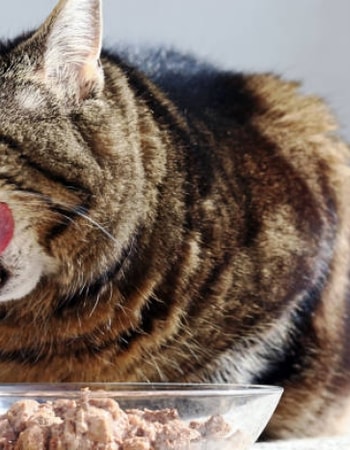 Takut Anabul Batu Kemih? Pakai 10 Merk Makanan Kucing Rendah Magnesium Ini Ya!