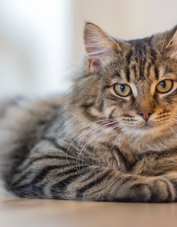 Ingin Anabul Tampil Menawan? Beri 10 Makanan Kucing yang Bagus untuk Bulu dan Gemuk Ini