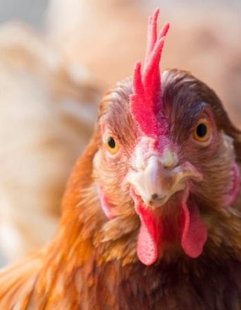 Cari Tahu 7 Manfaat Ayam Ketawa yang Benar, Apa Memelihara Jenis Ini Bisa Bikin Happy?