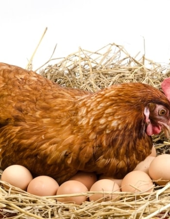 Ketahui 5 Masa Produktif Ayam Petelur Guna Menghasilkan Telur Berkualitas Unggul!
