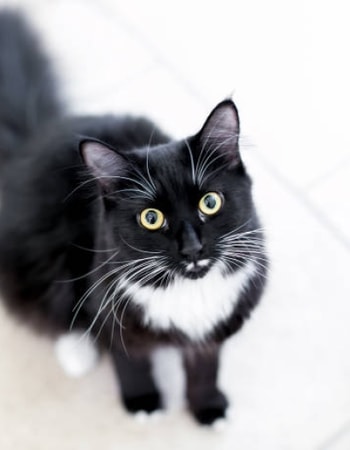 Tertarik Memelihara Tuxedo Cat? Kenali Dulu 6 Mitos Kucing Belang Hitam Putih Berikut!
