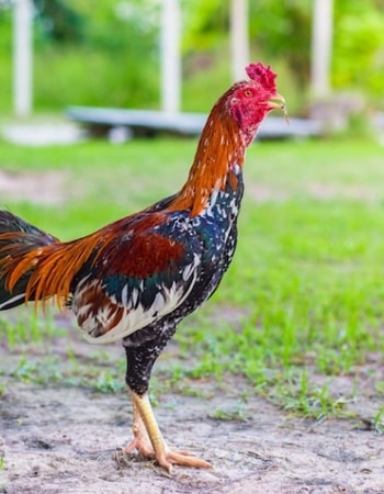 Berikan 9 Pakan Ayam Bangkok yang Bagus Berikut agar Ayam Kuat Tak Terkalahkan!