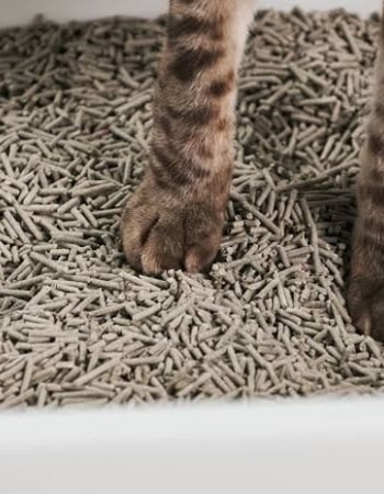 Murah! 5 Rekomendasi Pasir Kucing Wangi yang Bagus Ini Berhasil Cegah Bau Kotoran Anabul!