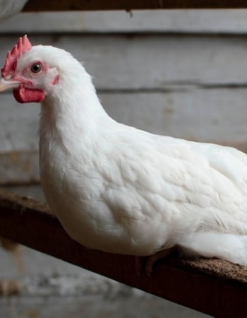 Mulai Langkah Awal Bisnis dengan Melakukan 8 Cara Memanfaatkan Peluang Bisnis Ayam Broiler