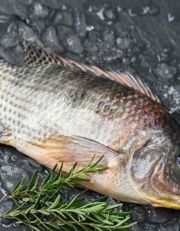 Ayo Manfaatkan Lahan Kecil dengan Melakukan 8 Pembesaran Ikan Mujair di Kolam Terpal!