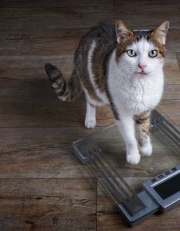 Kucing Kurus Seperti Tidak Terurus? Inilah 11 Penyebab Kucing Kurus padahal Makan Banyak!