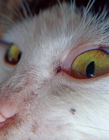 Warna Mata Kucing Berubah Tidak Normal? Cari Tahu 5 Penyebab Mata Kucing Berwarna Kuning!