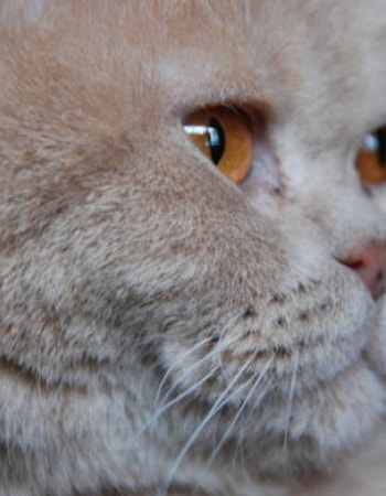 Cari Tahu 7 Penyebab Pipi Kucing Bengkak Sebab Membesar Tidak Selalu Berarti Chubby! 