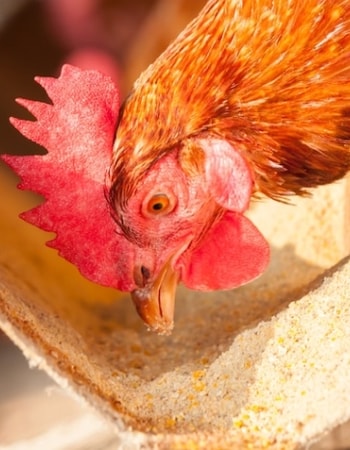 Ayam Ternak Mana yang Lebih Unggul? Tentukan dari 7 Perbedaan Ayam Petelur dan Pedaging!