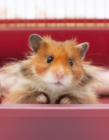 7 Perbedaan Hamster Mata Merah dan Hitam Berikut Gak Bikin Bingung Bedain Jenis Hamster