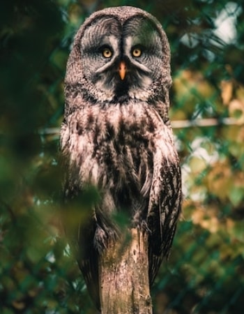 Apa Benar Owl Tidak Cocok Jadi Hewan Peliharaan? Inilah 10 Resiko Memelihara Burung Hantu