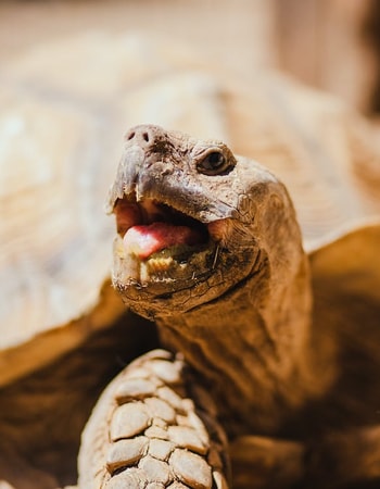 Pelihara Baby Sulcata Tortoise Sampai Monster! Inilah 7 Cara Merawat Kura-Kura Sulcata