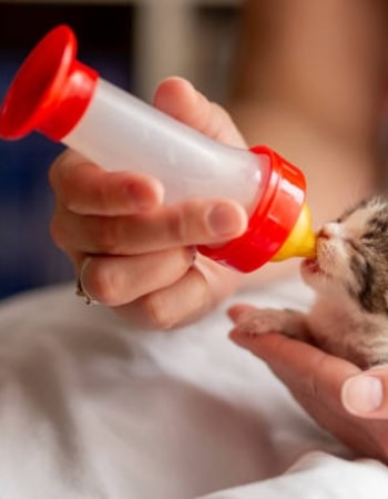 Berikan 10 Susu untuk Bayi Kucing yang Baru Lahir Terbaik Ini, Penuh Nutrisi untuk Kitten!