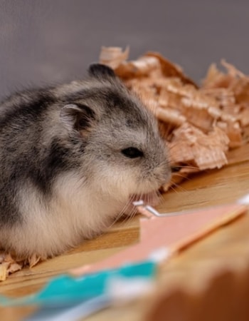 Hamster Semakin Hari Semakin Tidak Bertenaga? Ketahui 10 Tanda-Tanda Hamster Mau Mati! 