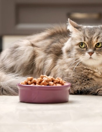 Dispenser Makanan Kucingmu Bersemut? Pakai 10 Tempat Makan Kucing Anti Semut Ini Dong!