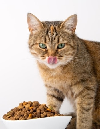 Cari Makan untuk Anak Kucing? Kenali 9 Kandungan dan Manfaat Whiskas Junior Berikut Ini