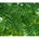 Herbal Daun Mimba