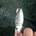 Bibit Ikan Mas 