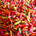 Cabai Rawit Merah 500 gr
