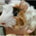Marmut Abyssinian