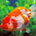 Ranchu Red White (M)