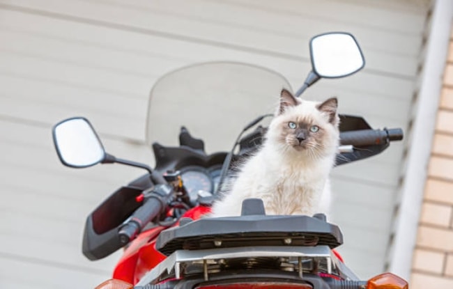 Cara Membawa Kucing Naik Motor 2024