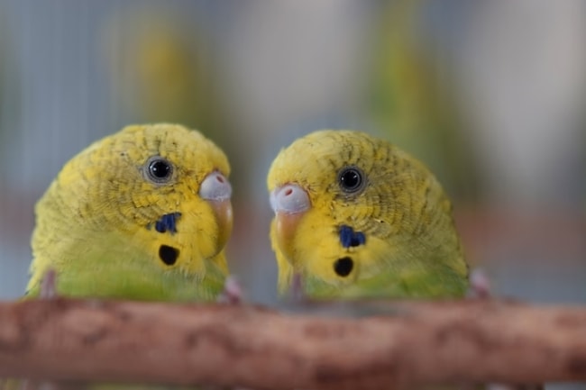 Cara Merawat Anak Burung Lovebird 2024