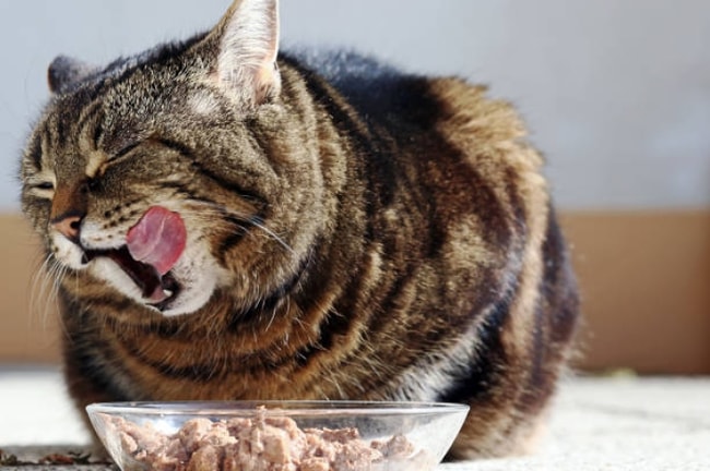Makanan Kucing Rendah Magnesium 2024