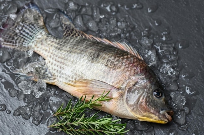 Pembesaran Ikan Mujair di Kolam Terpal 2024