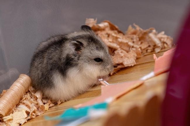 Tanda-Tanda Hamster Mau Mati 2024
