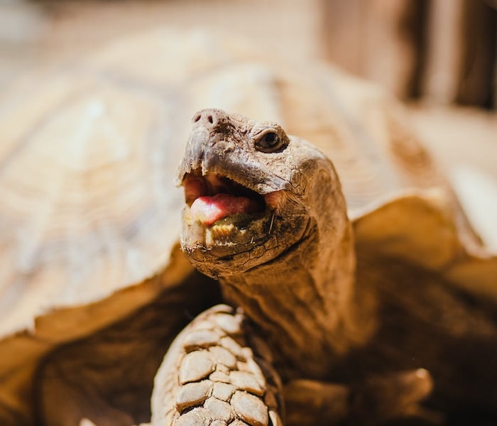 Pelihara Baby Sulcata Tortoise Sampai Monster! Inilah 7 Cara Merawat Kura-Kura Sulcata