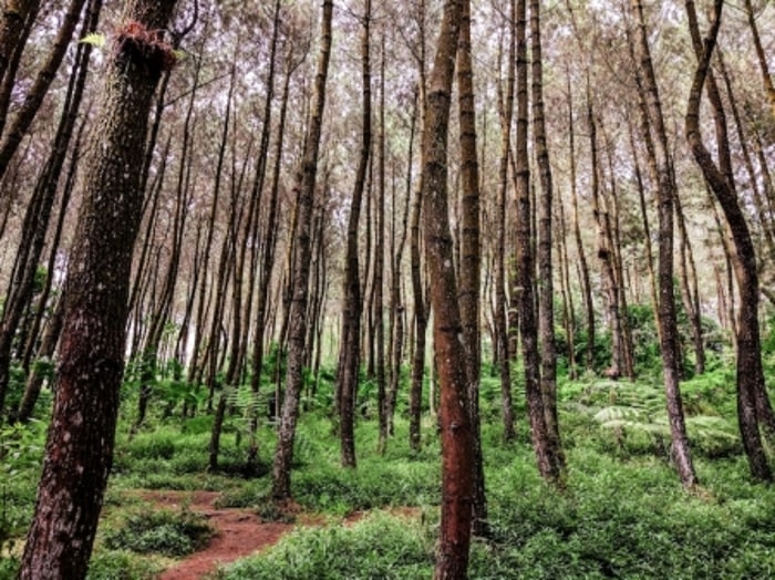 Hutan yang Dipenuhi Pinus Tinggi nan Hijau