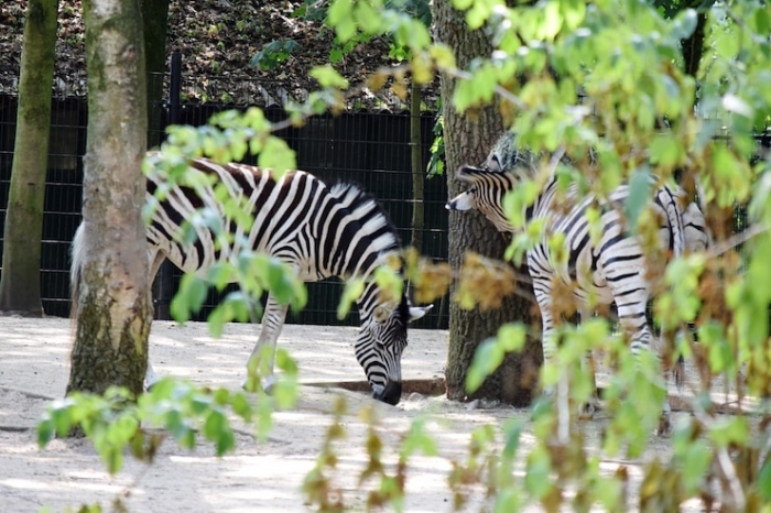 Jadwal Buka Kebun Binatang Surabaya