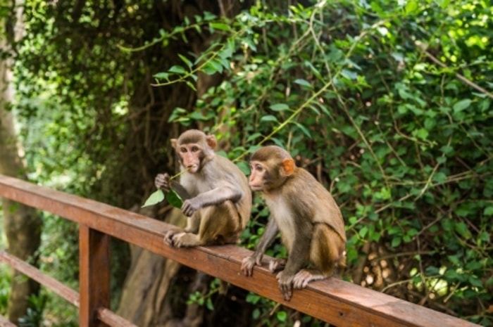 Tempat Melihat Monyet Liar di Hutan Langsung