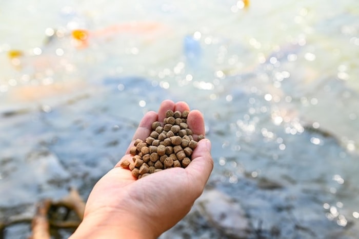 Melatih Ikan Supaya Makan Pelet