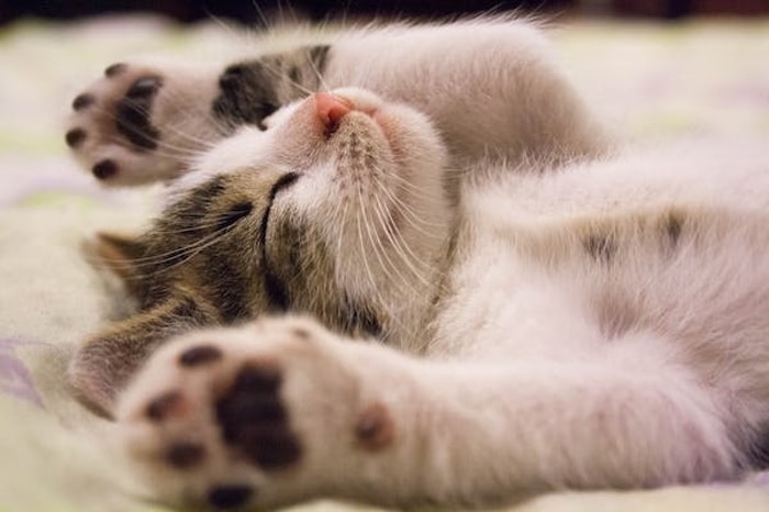 Bagaimana Cara Mengetahui Jenis Kelamin Kitten?