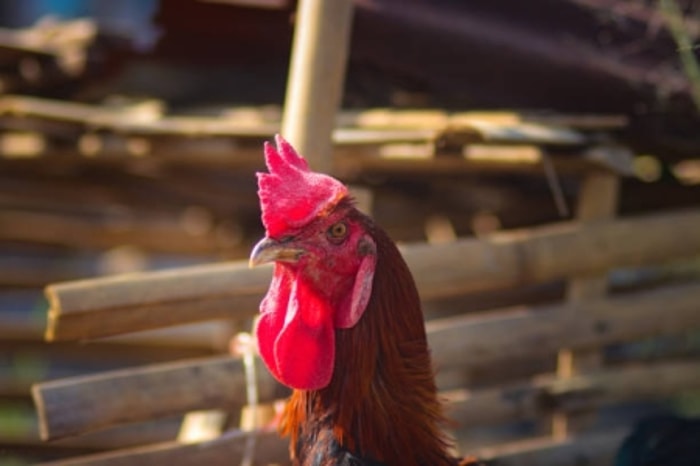 Salah Satu Ayam Hias Asal Indonesia