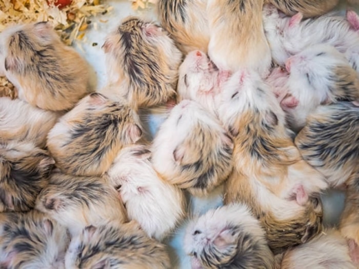 Perawatan yang Baik Membuat Anak Hamster Merasa Disayangi