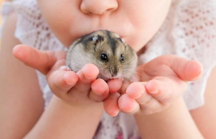 Apakah Gigitan Hamster Berbahaya? 