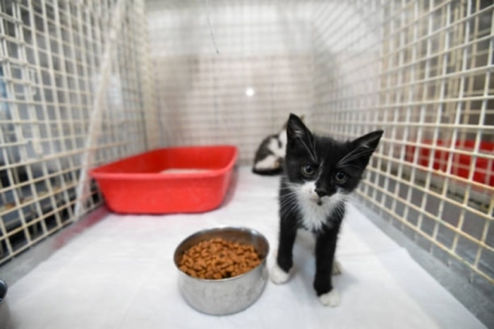 Memastikan Kucing Tetap Terhidrasi dengan Baik